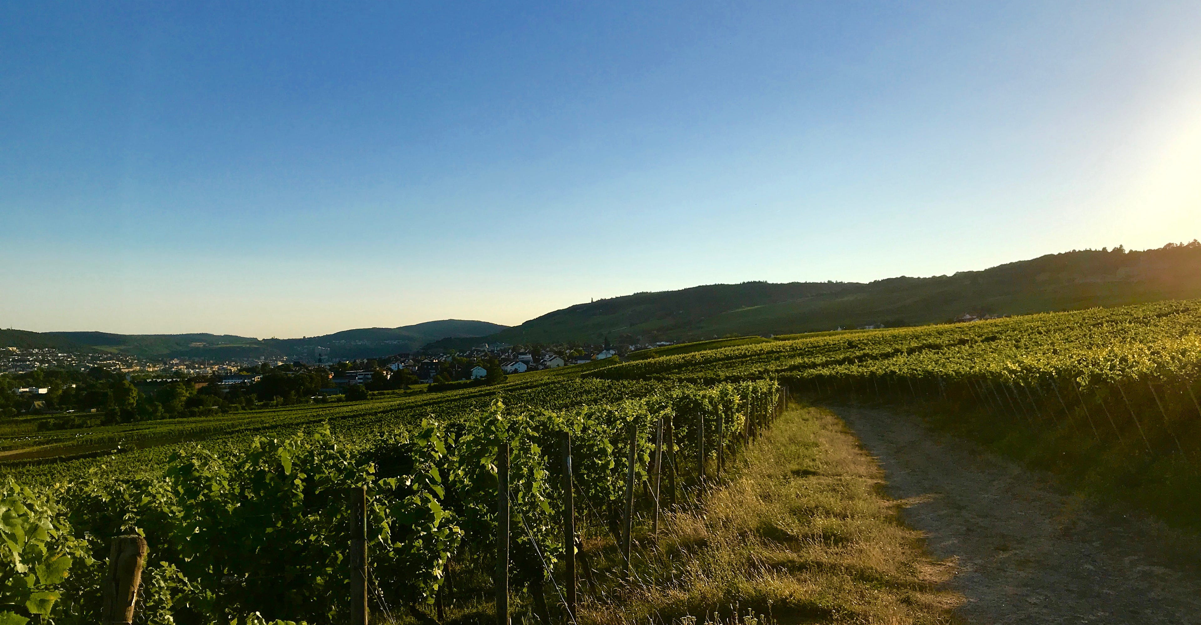 Blick nach Rüdesheim und auf das Designstudio